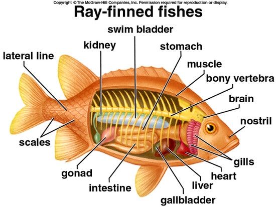 information communicare: WELL LABELLED DIAGRAM OF TILAPIA FISH