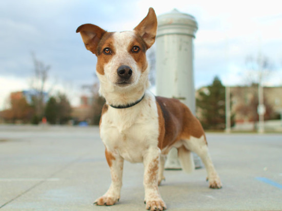 Ralphie - Corgi and Jack Russell Terrier mix