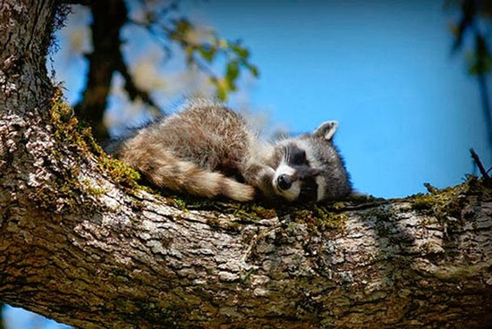 Do Raccoon's Hibernate in Winter? - hibernation for kids ...