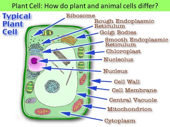 1. The difference between plant and animal cells is that ...