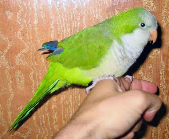 Quaker Parrot (Monk Parakeet) Facts, Diet, Lifespan, Pet ...