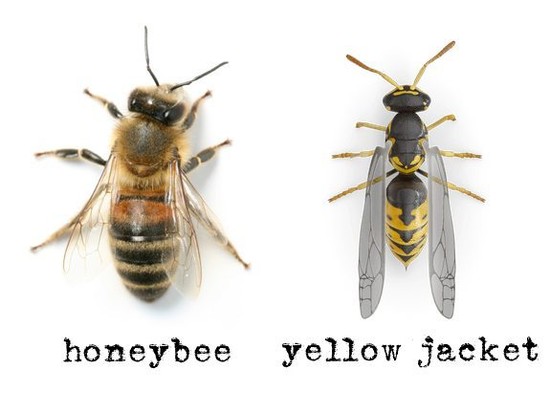 Honey bee & Yellow Jacket - Pest Control Plus