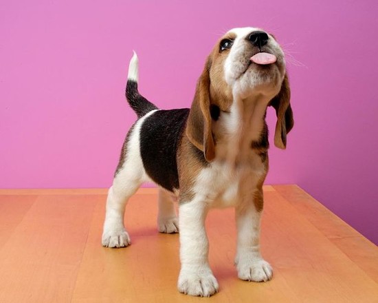 Beagle Dogs and Puppies | Dog Breeds Journal