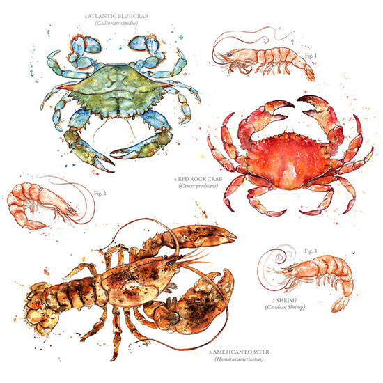 Amy Holliday Illustration : Sealife/Crustaceans Series ...