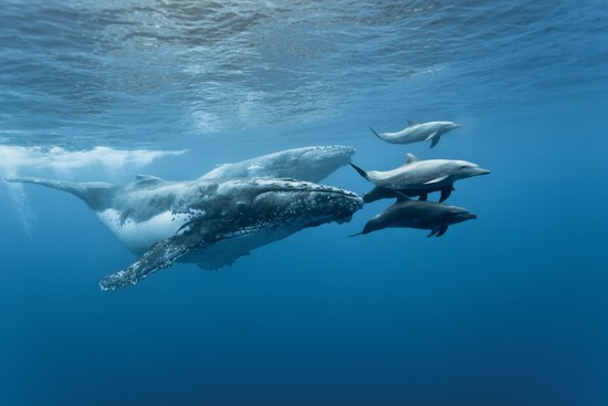 Dolphins Ride Whales on Hawaiian Coast - Science Burger