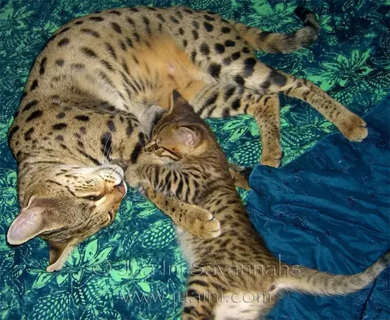 Are purebred Savannah cats a good investment to breed? - Quora