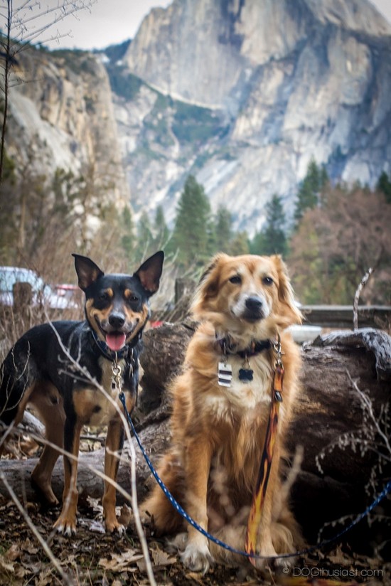Dogs in National Parks | The Bark