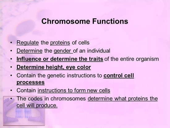 Describe the function of chromosomes - ppt download