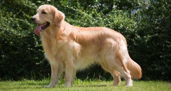 Dog Breeds That Shed the Most Hair