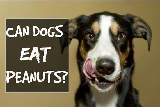 Can Dogs Eat Bananas, Apples, Strawberries, Oranges, Etc?