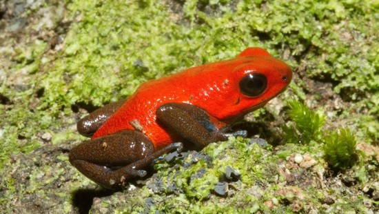 What do poison dart frogs eat? | Reference.com