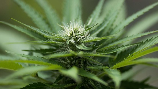 Marijuana Legalized in California: Where to Buy Weed ...