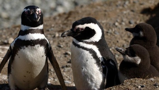 Do penguins live in the tundra biome? | Reference.com