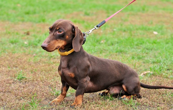How to Leash Train Your Dachshund Dog