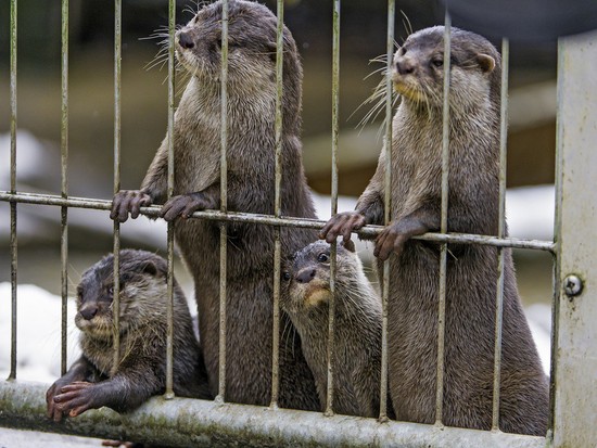 A Guide to Legally Owning and Caring for a Pet Otter ...