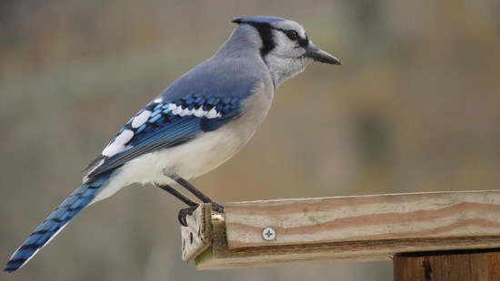 What does a female blue jay look like? | Reference.com