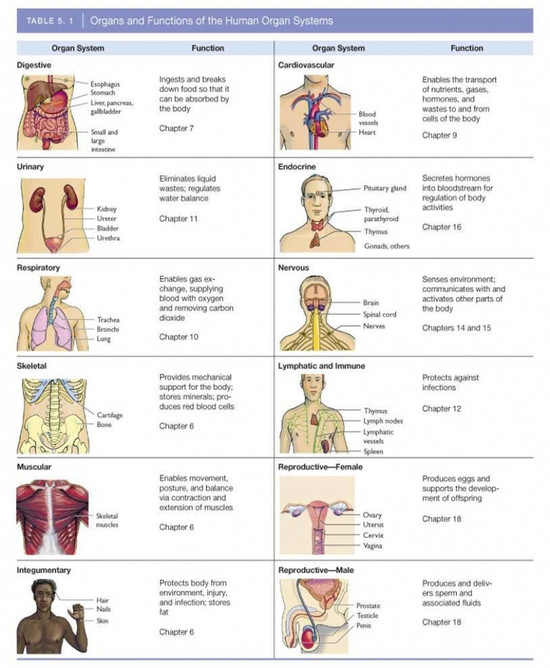 The Eleven Organ Systems Of The Human Body - Anatomy Organ
