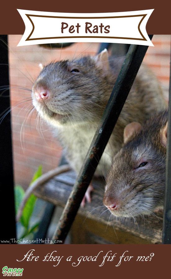 Are Pet Rats a Good Fit for Me? - Savvy Pet Care