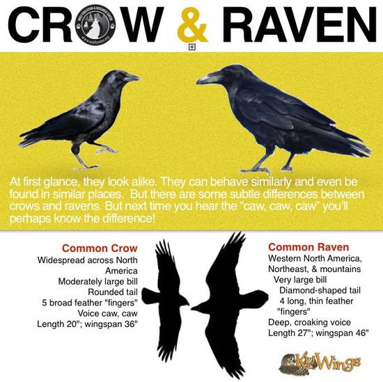 Crow or Raven? The crow's tail feathers are basically the ...