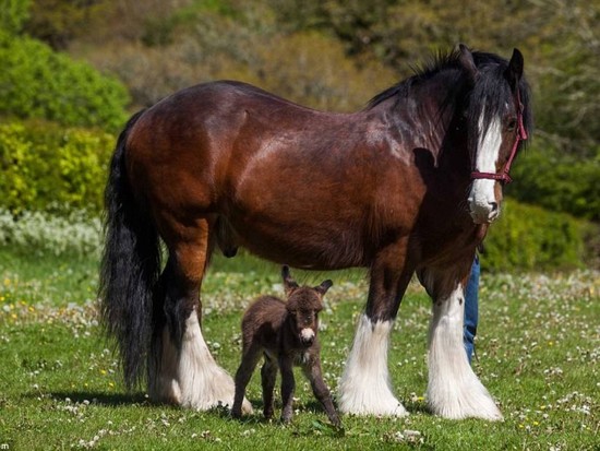 This Horse And Donkey Are The Best Friends Ever!