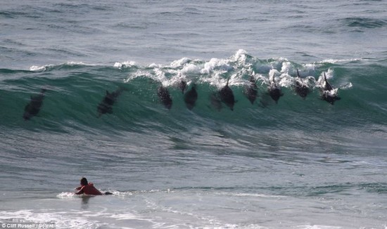 Performing pod: Dolphins display their dazzling surfing ...