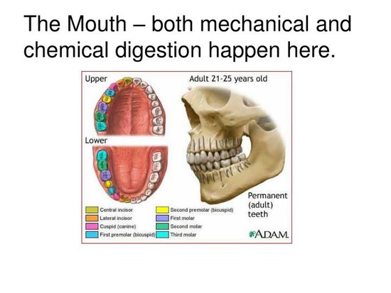 PPT - What Happens to Food Once it Enters Your Mouth ...