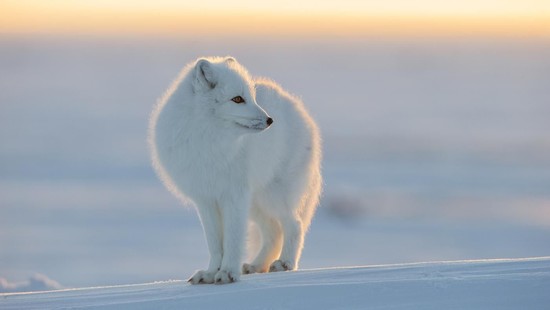 What animals live at the North Pole? | Reference.com