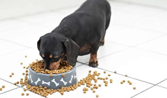 Best Dog Food for Dachshunds: 9 Vet Recommended Brands