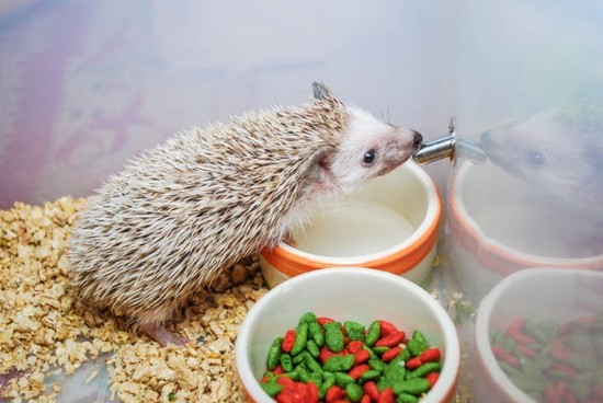 8 Incredible Facts about Hedgehogs
