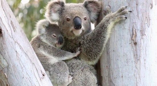 What are baby Koalas called? | Trivia Questions | Quiz Club