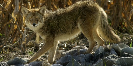 DNR: There are no confirmed 'coywolves' in Indiana