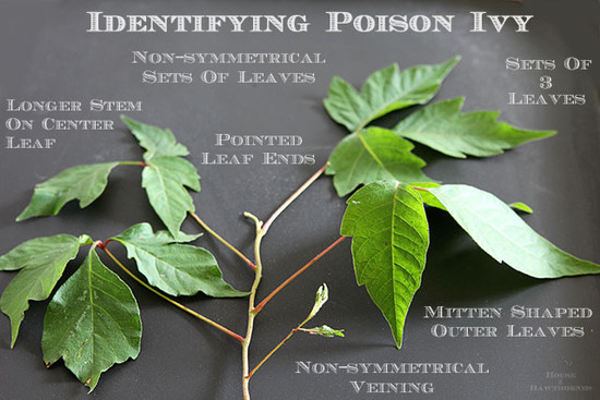 Poison Ivy on Dogs Stomach, Mouth, Eyes, Treatment ...