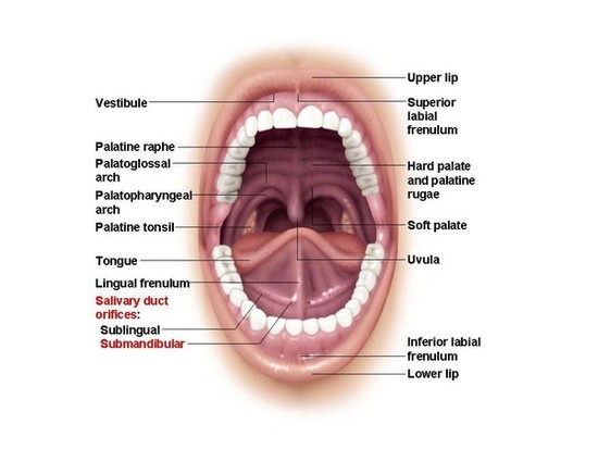 Why do I spray saliva when I yawn? - Quora