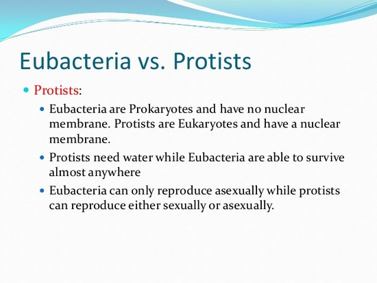 Eubacteria ppt