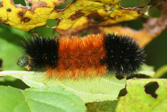 National Geographic News: Woolly Bear Caterpillars Self ...