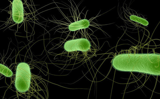 بكتيريا معدلة وراثيا تنتج وقود البروبان – آفاق علمية وتربوية