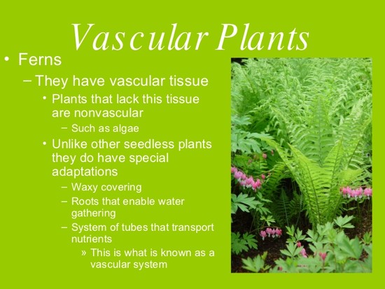 Gallery For > Vascular Seed Plants Examples