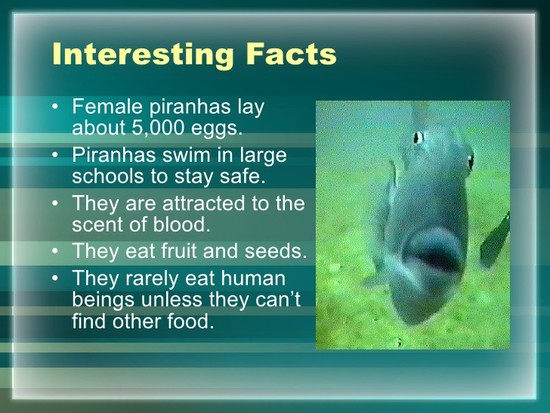 Piranhas Facts For Kids – Kids Matttroy