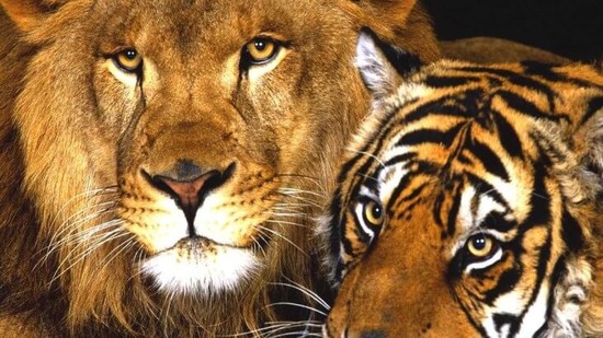 Why Tigers hunt solo and Lions as a group? – Are you into ...