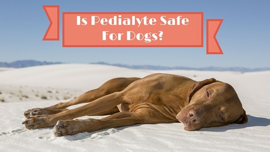 Is Pedialyte Safe for Dogs? - Smart Dog Owners