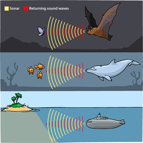 science in a can, Seeing Sound Dolphins and bats are ...
