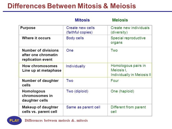 Lecture 7 Mitosis & Meiosis - ppt video online download