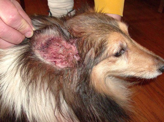 Yeast Infection in Dogs Ears - Dog Ear Yeast Infection ...