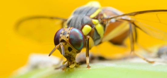 Dangers of the Oriental Fruit Fly