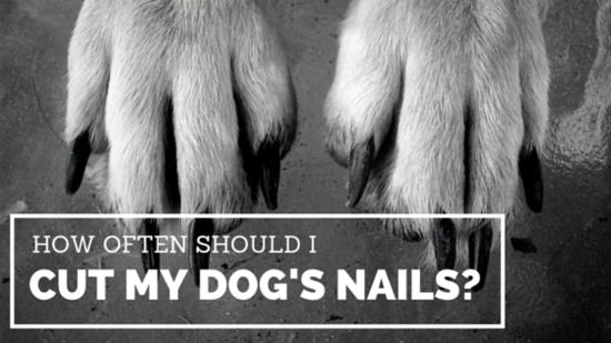 How Often Should I Cut My Dog's Nails?