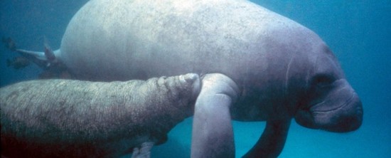 How Do Manatees Communicate | Captain Mike's Swimming with ...