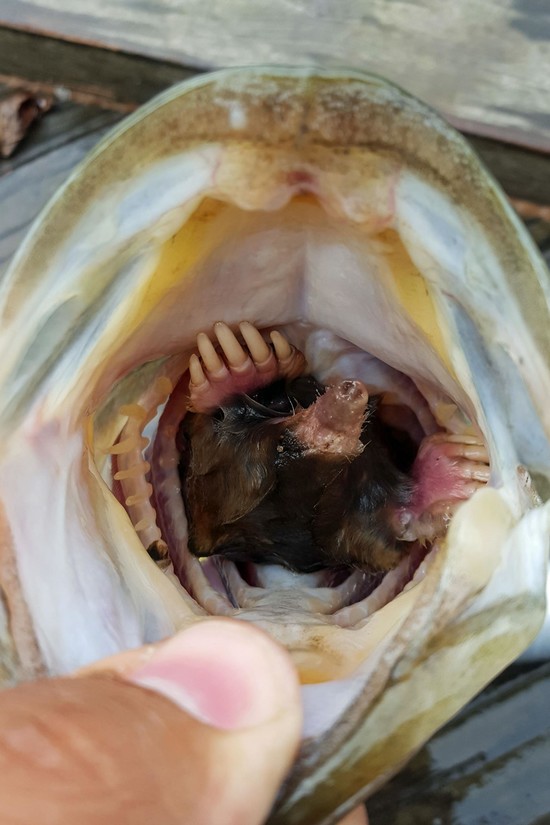 See an Underground Mammal Found Inside a Fish
