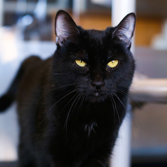 Delightful Bombay – Cat Questions Together With Do Bombay ...