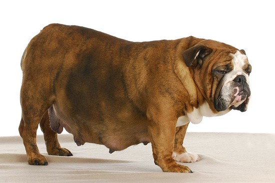 Image Gallery pregnant dog