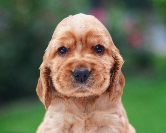 Top 12 Dog Breeds That Have the Cutest Puppies Ever - DogVills